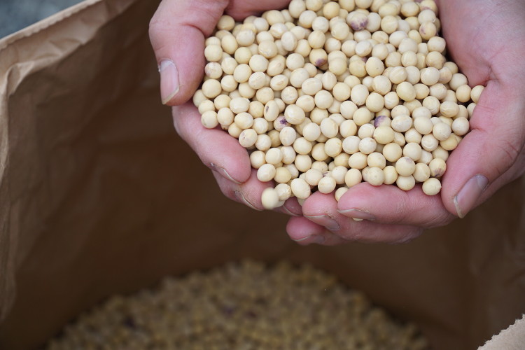 パタゴニア プロビジョンズより国産不耕起有機大豆使用「オーガニック味噌」新味が登場!