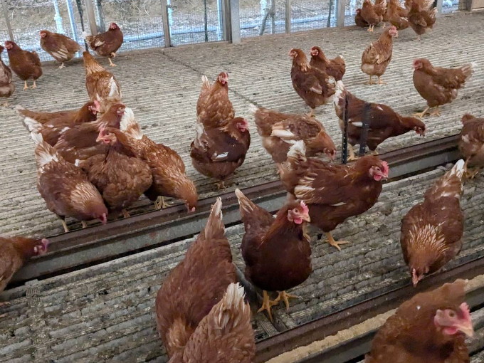 大分県で養鶏業を営むカジワラファームが有機JAS認証のオーガニック卵の販売を開始