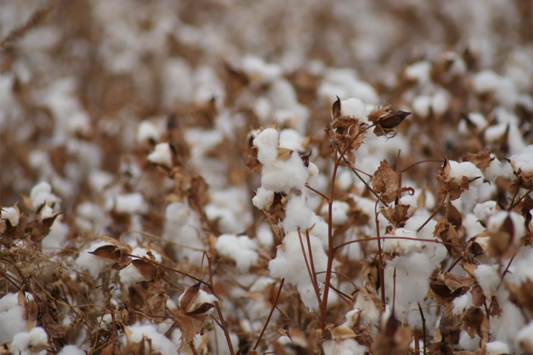 アルティメイトピマコットン100%使用!天衣無縫よりホールガーメントのウエア3種が新発売