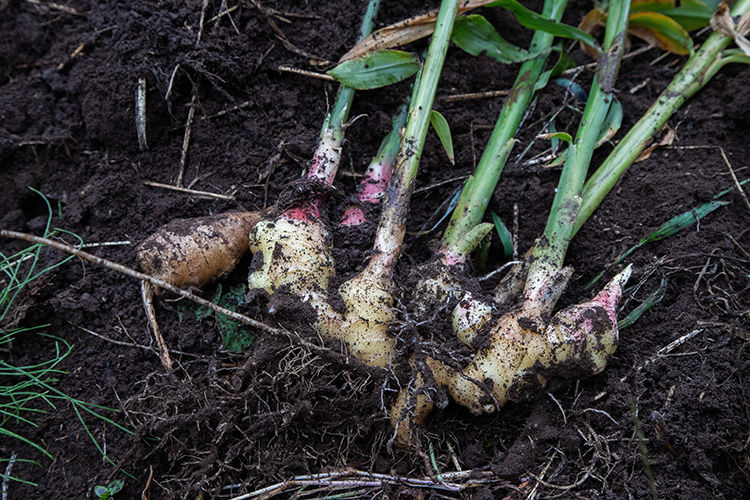 _SHIP KOMBUCHA 冬季限定フレーバー「GINGER GROOVE(ジンジャー グルーヴ)」発売