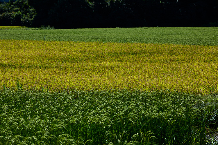 パタゴニア プロビジョンズより日本初リジェネラティブ・オーガニック認証取得の日本酒が登場