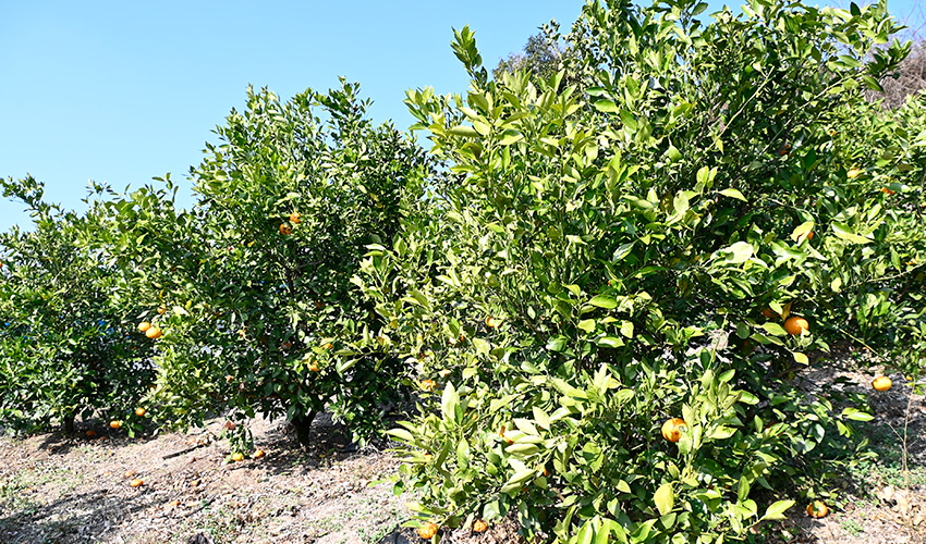 愛媛県今治市産オーガニックレモンを使用したクラフトビール「IMABARIレモンビール」が誕生